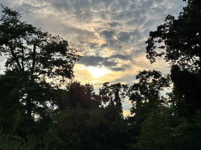 Sunset behind tall trees with dramatic clouds in the sky, and dense greenery in the foreground.