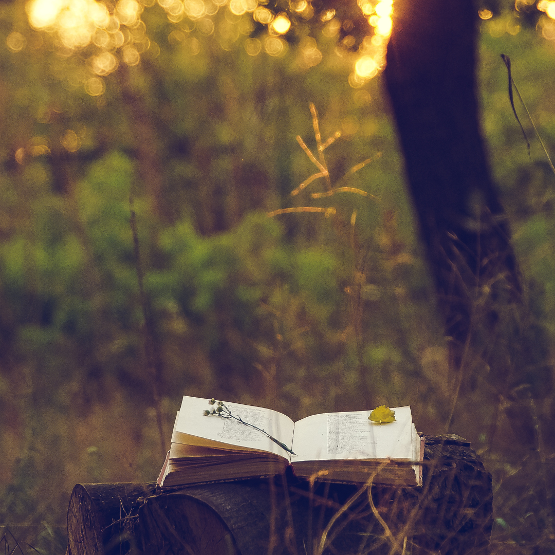 An open book with flowers lies on a tree stump in a sunlit forest.