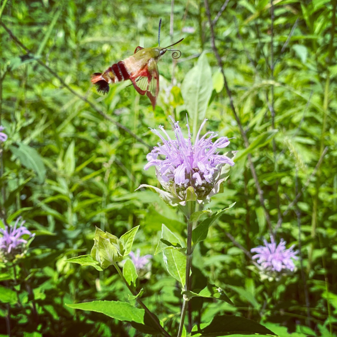 A hummingbird moth hovers near a purple wildflower in a lush green field.