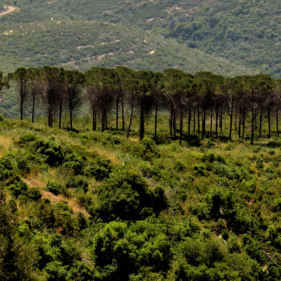 A row of tall trees stands in a lush, green landscape with hills in the background under a clear sky.