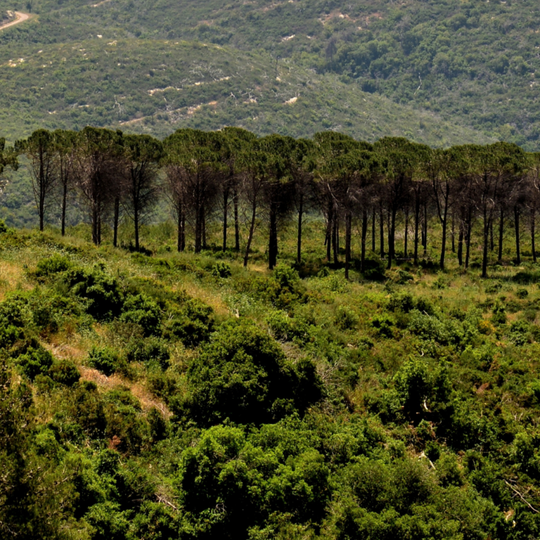 trees on the hillside