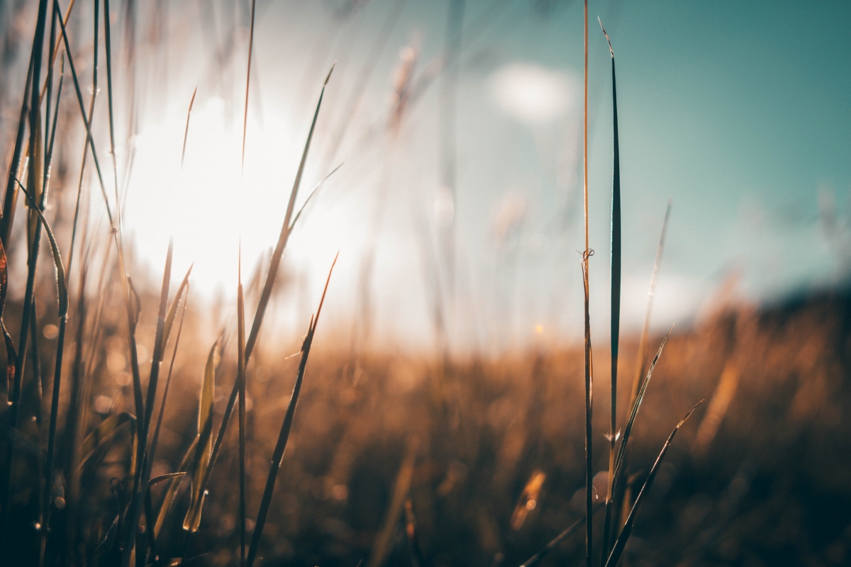 Close-up of grass blades against a blurry sunset sky, creating a warm and serene atmosphere.