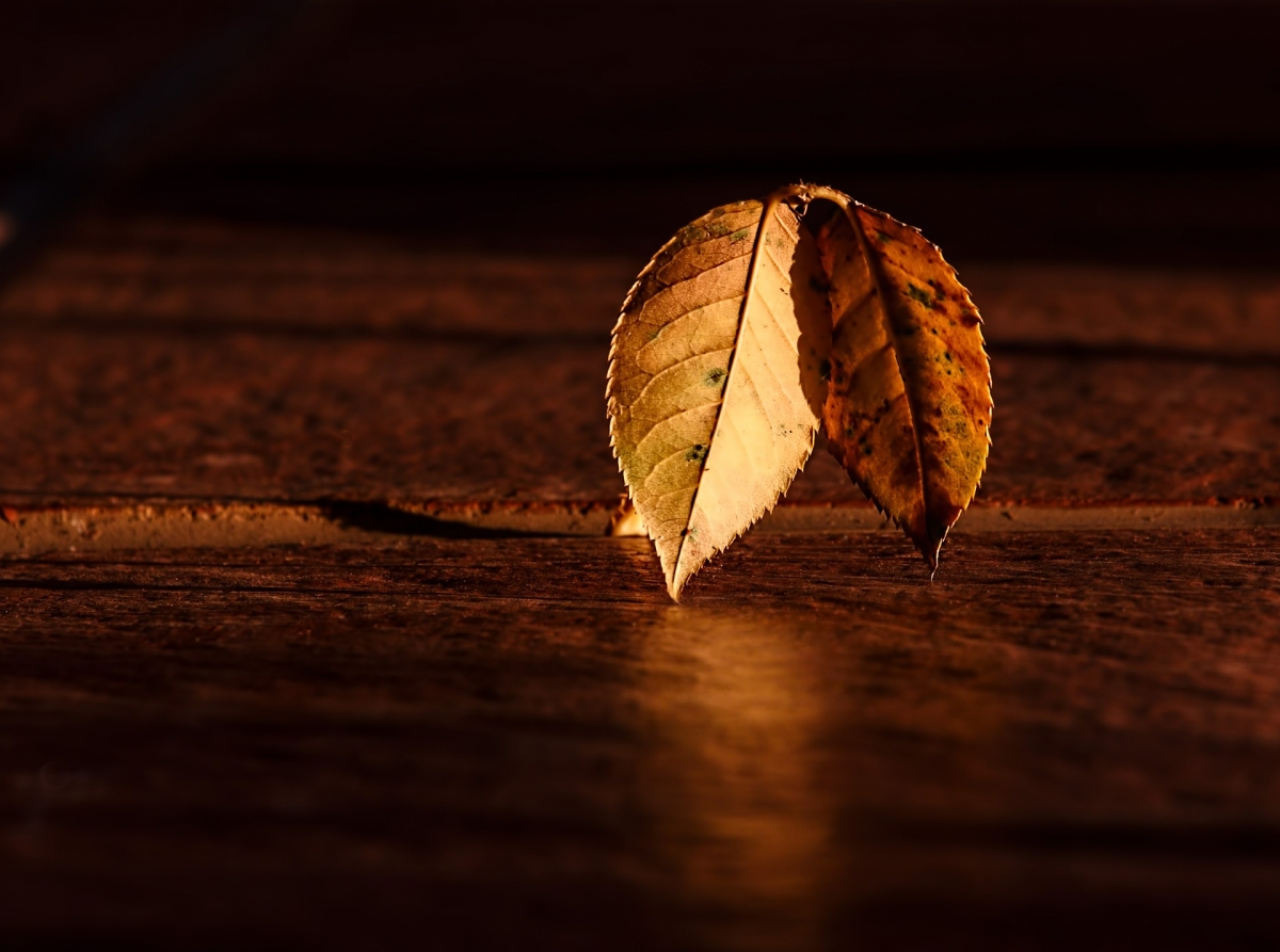 Two dry leaves standing upright on a wooden surface, illuminated by warm lighting.