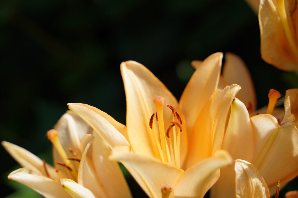 close up of light yellow-white lilies with black background