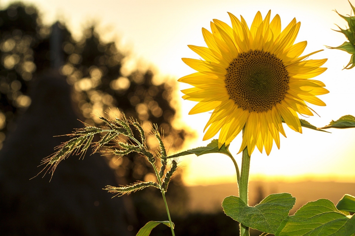 A sunflower in the foreground with a blurred sunset and silhouette of trees in the background.