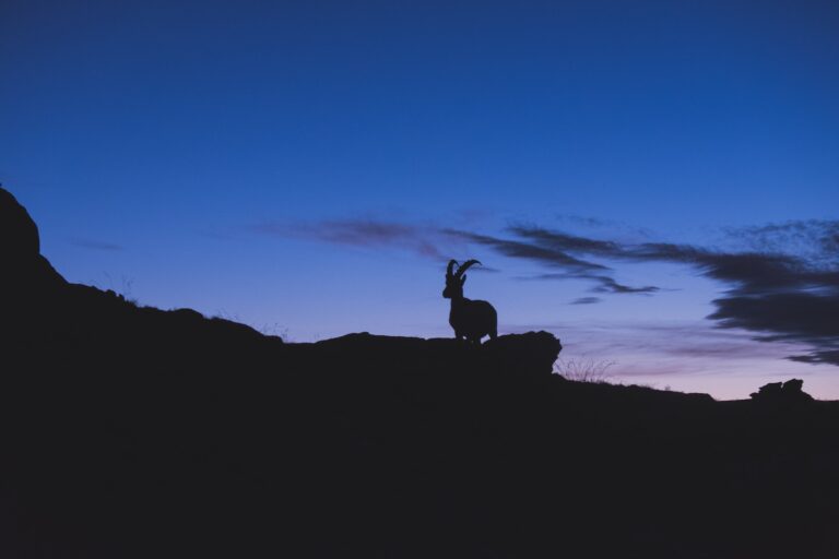 ram on mountain in silhouette