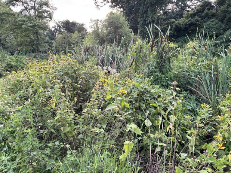 Dense green foliage with tall grasses and yellow wildflowers in a lush, sunlit outdoor setting.