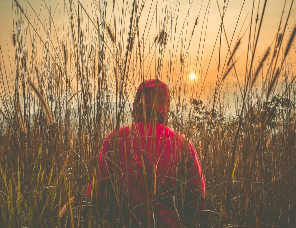person in red hoodie walking through field of tall wheat looking out to sunset in the distance