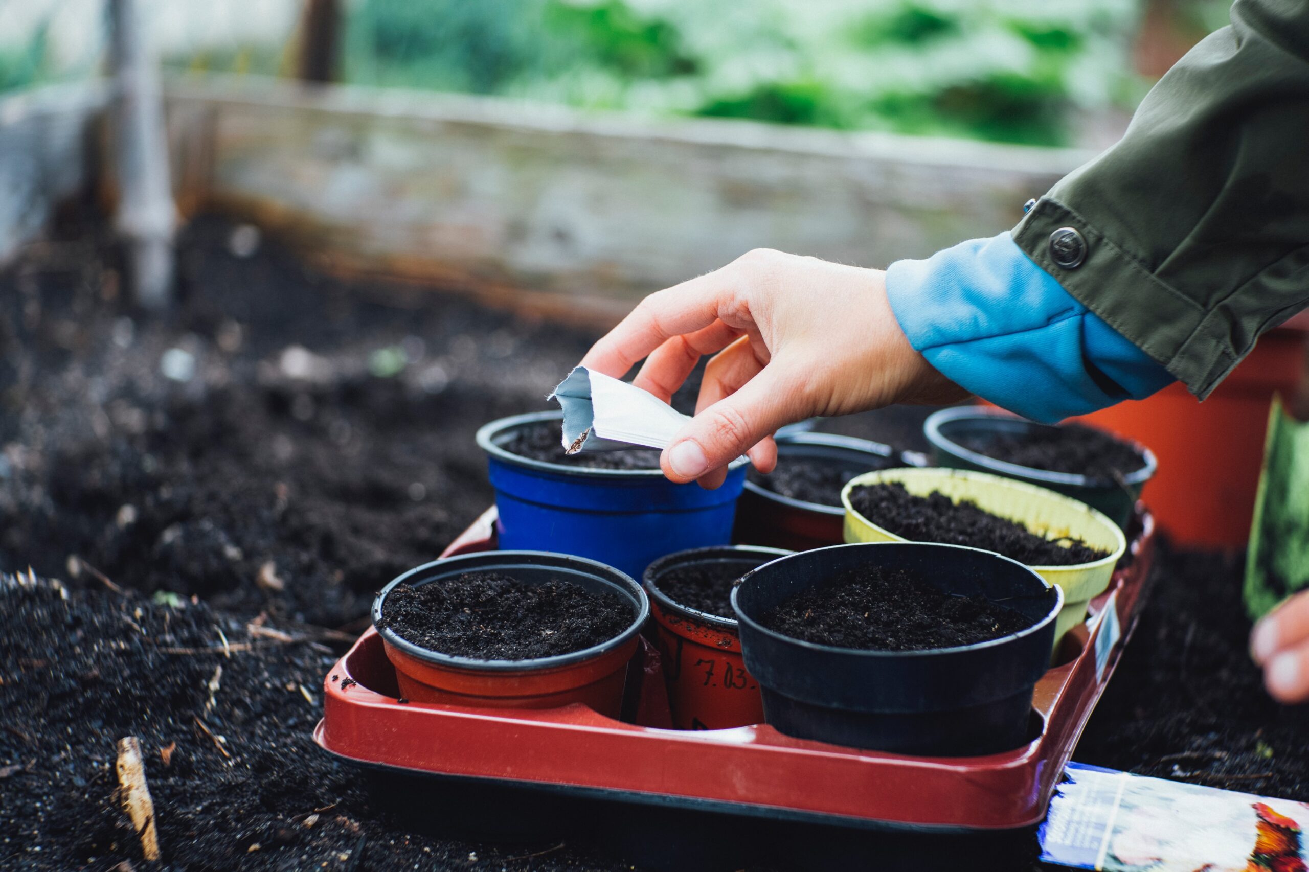 closeup of white hand holding seed packet pouring seeds into garden container near soil