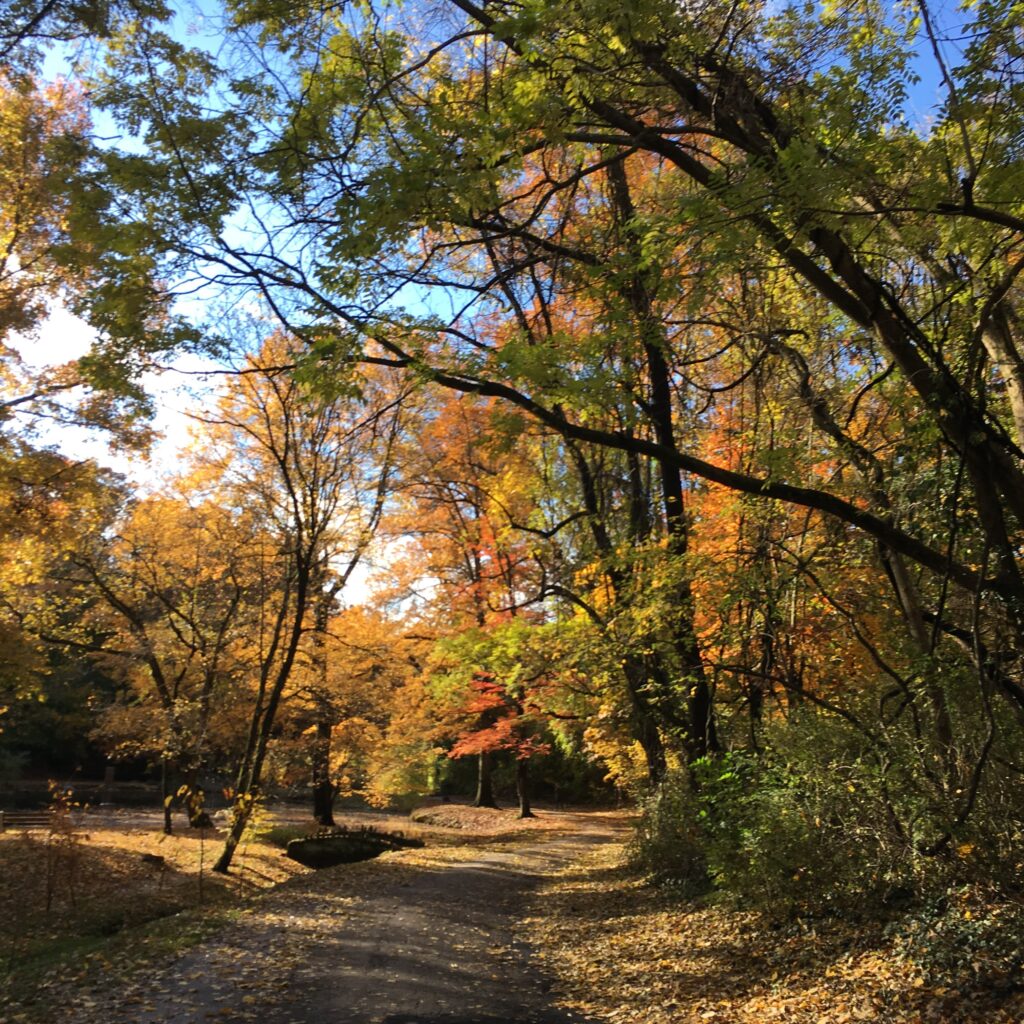 A paved path winds through a park with trees showing autumn colors.