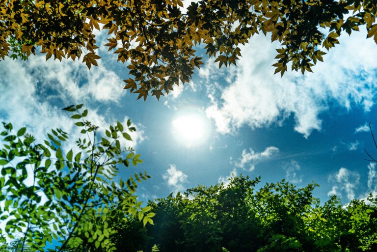 sun in the sky shown from the perspective of looking straight up - sky is framed by tops of trees with green leaves and yellow leaves