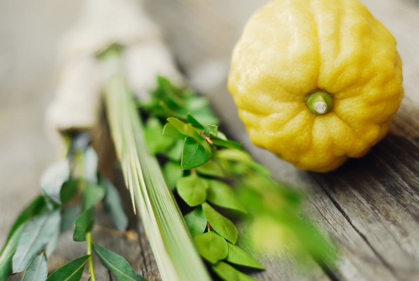 lulav and etrog