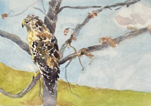 watercolor painting by Cathleen Cohen showing a hawk on a tree on the left side of the painting with green grass and blue sky and white cloud in the background