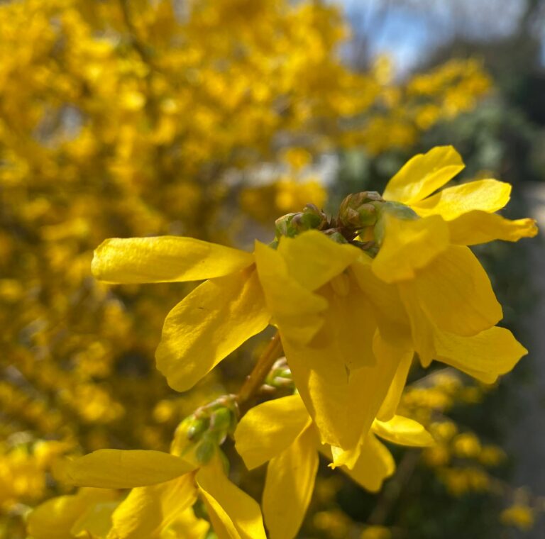 Close-up of bright yellow forsythia flowers in bloom with more yellow flowers blurred in the background.