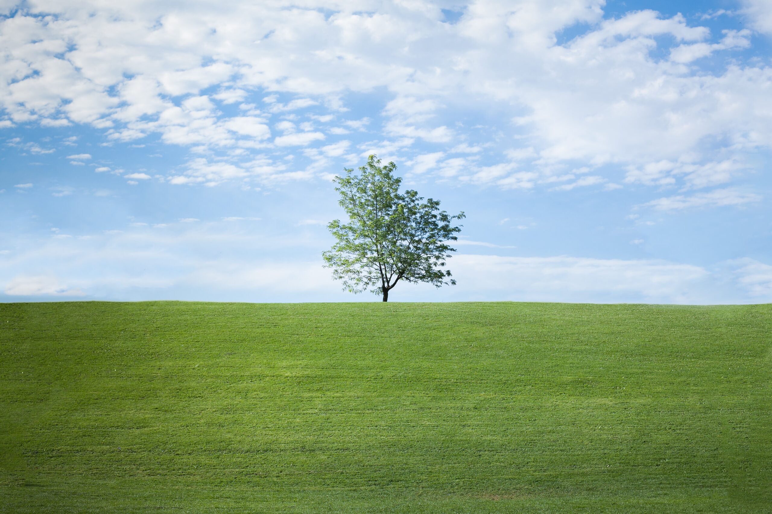 small tree shown far away in bright green field with blue sky and clouds