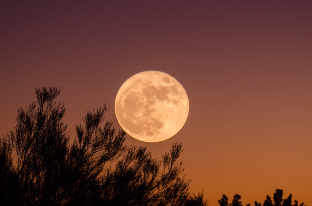 full moon over bushes in the night sky