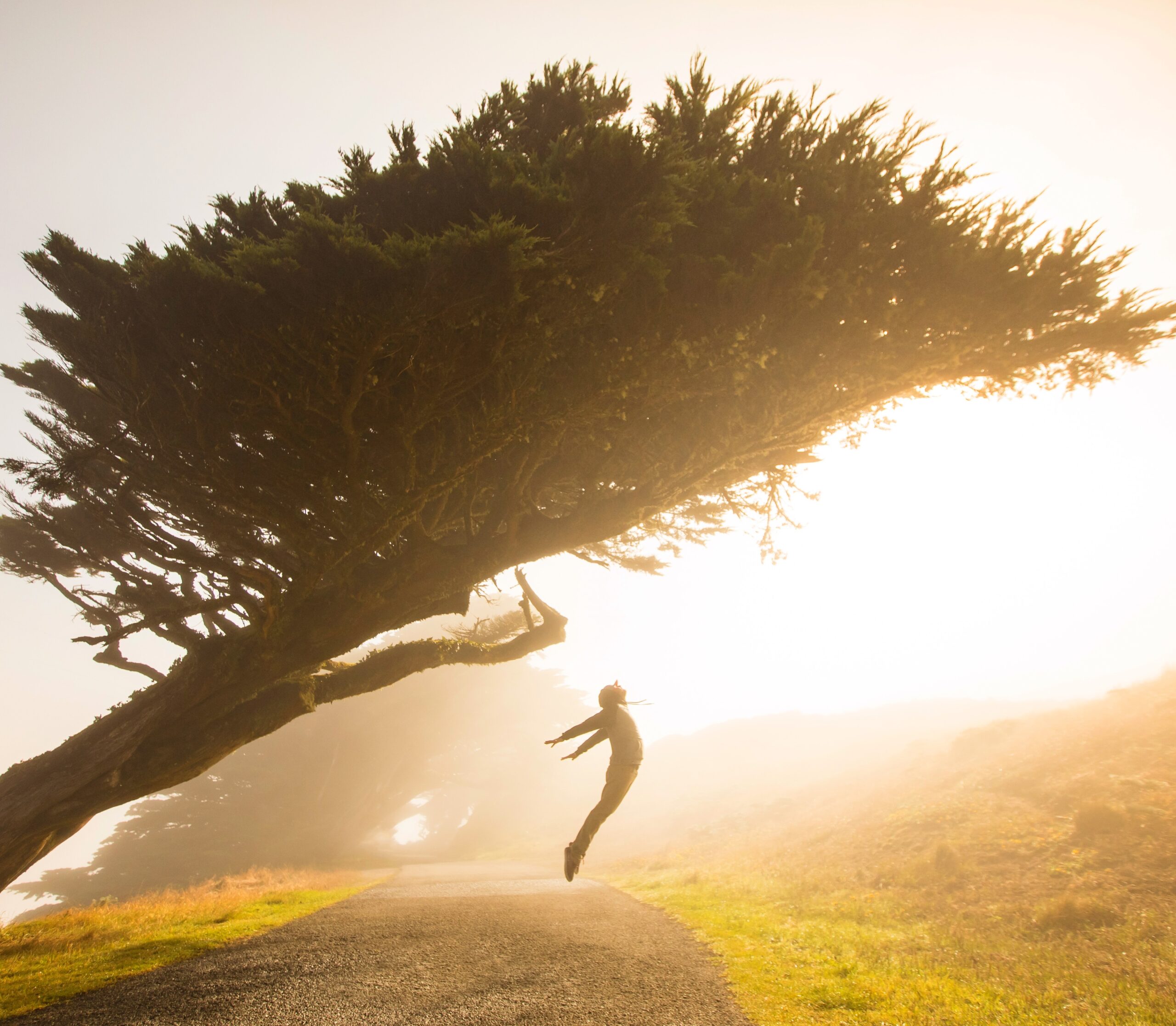 person leaping in front of a tree at dawn