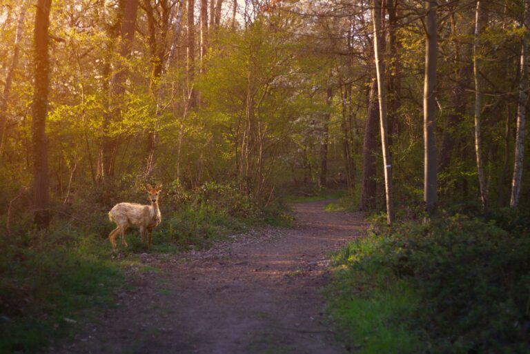 deer on forest path