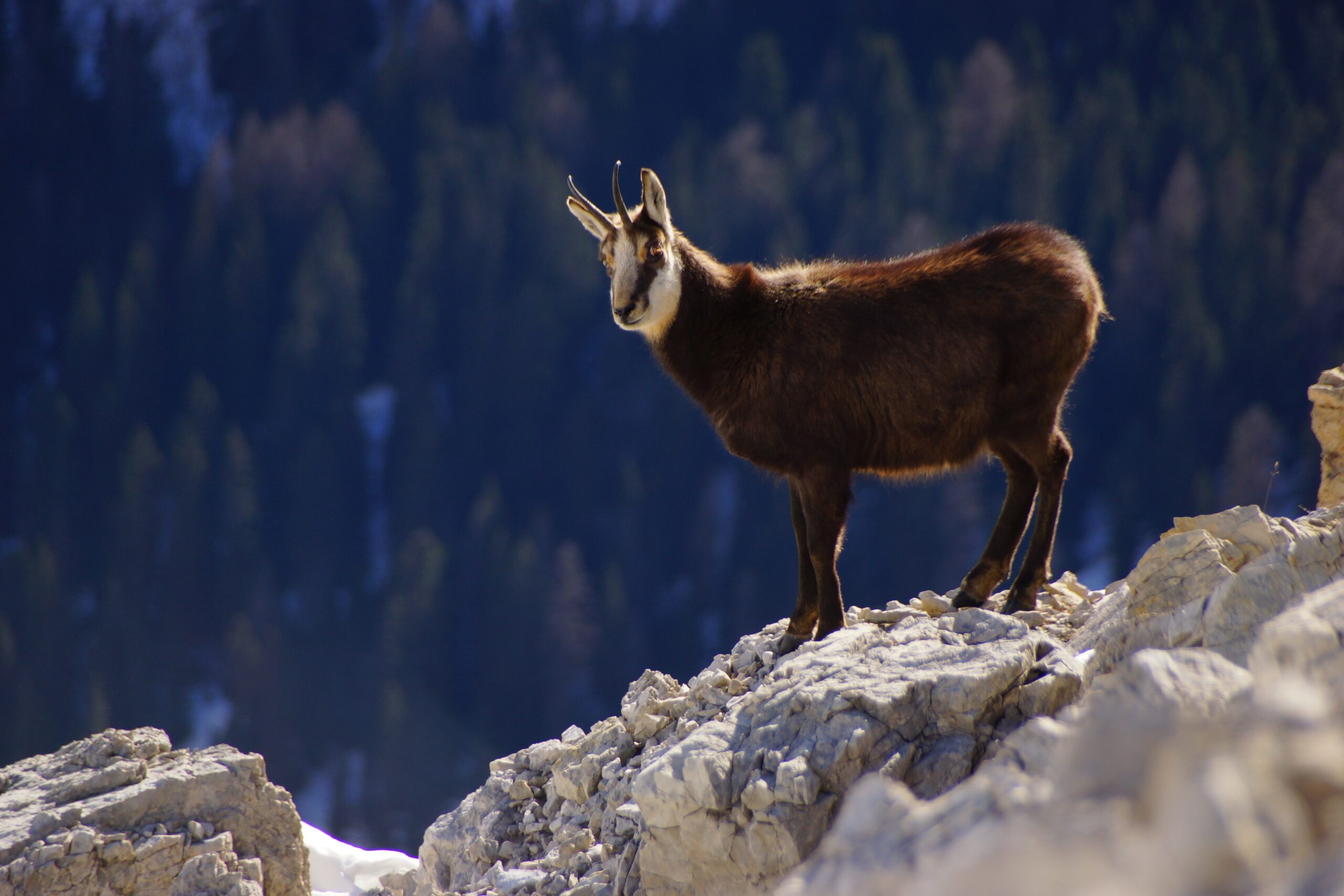goat on mountain ledge