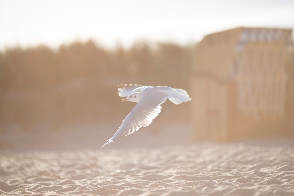 seagull flying over beach