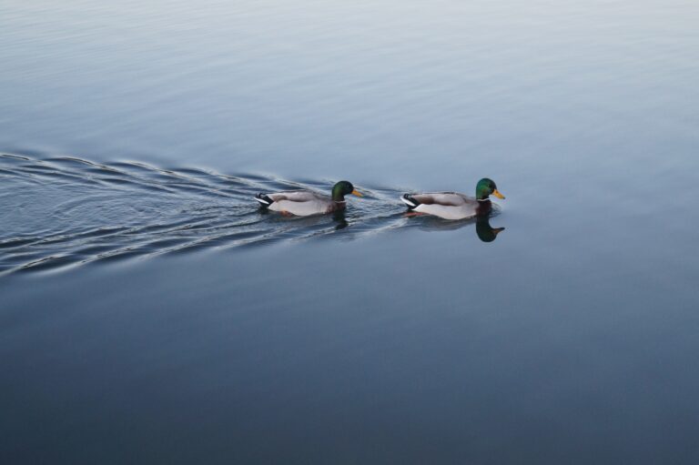 two ducks on a lake