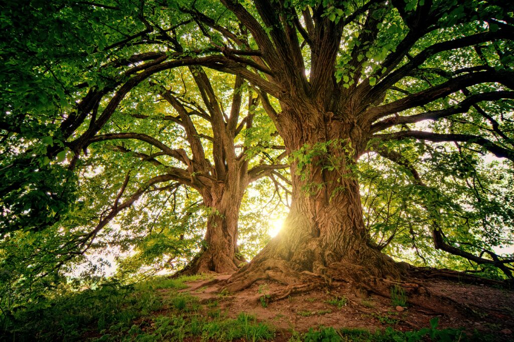 two trees with beams of sunlight between