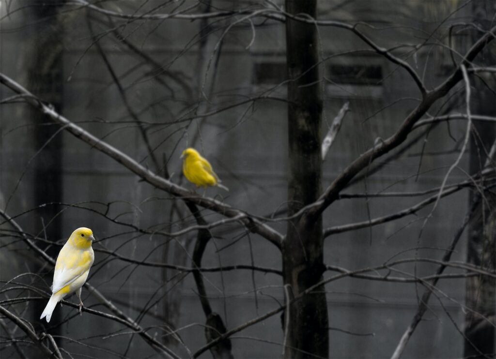 two yellow birds on grey bare branches