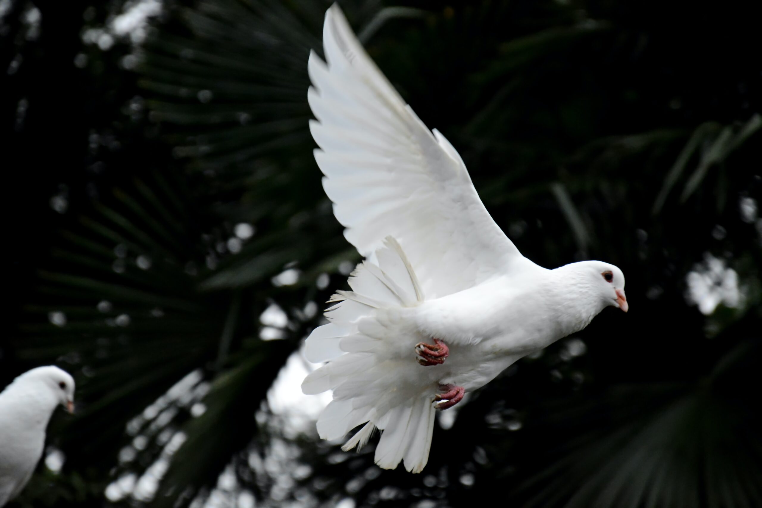a white doves lifts its wings to fly