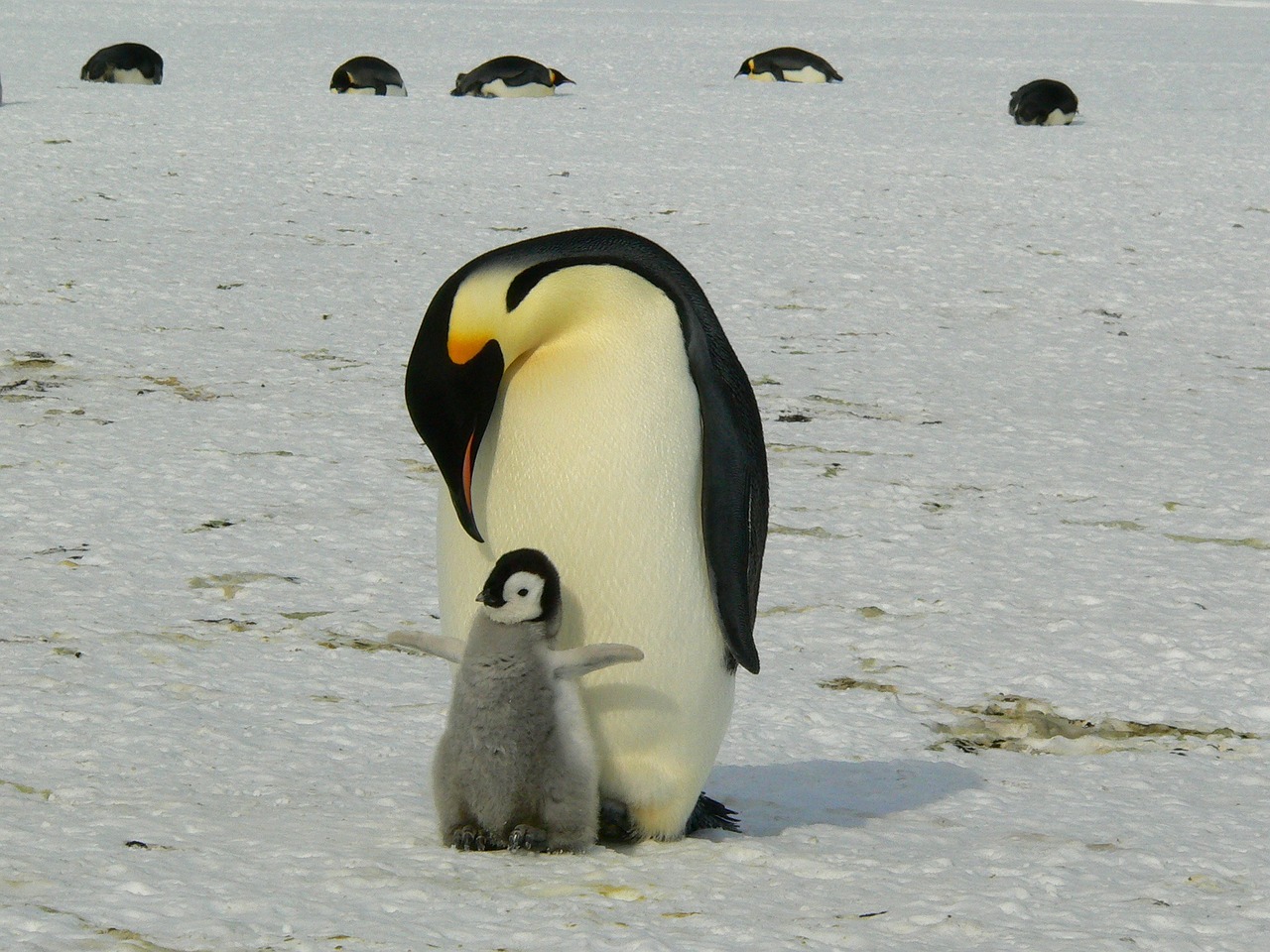 a baby penguin stands at the feet of its parent