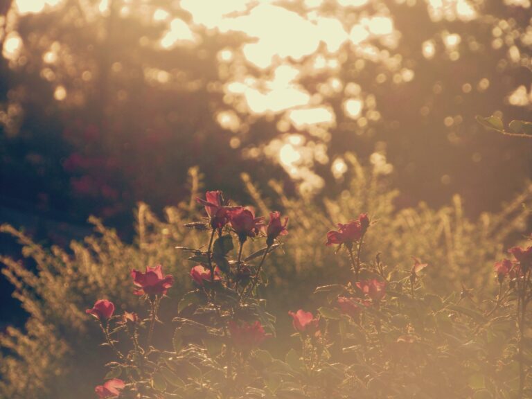roses in hazy summer sunlight