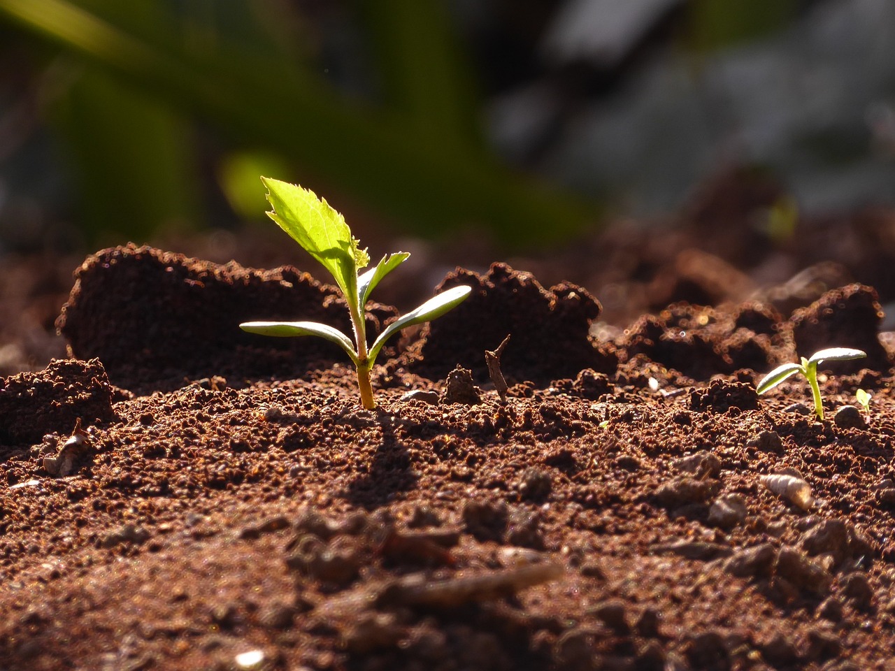 a sprout emerges from dirt