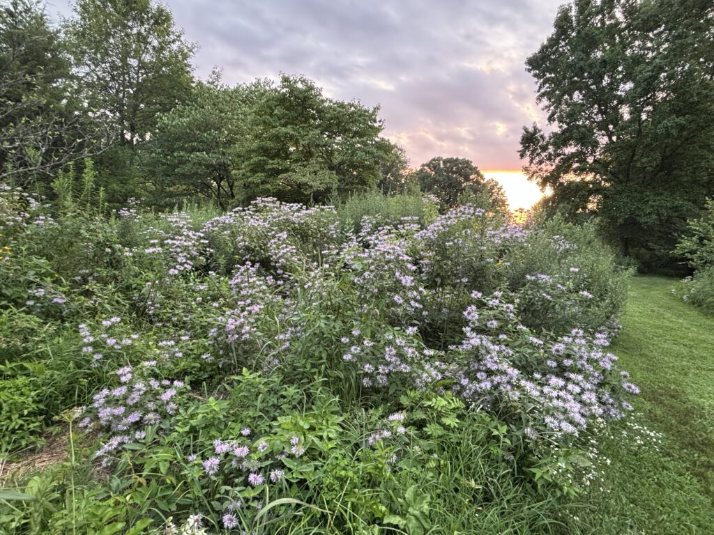 Wildflowers and lush greenery in a garden at sunset, with trees and a cloudy sky in the background.
