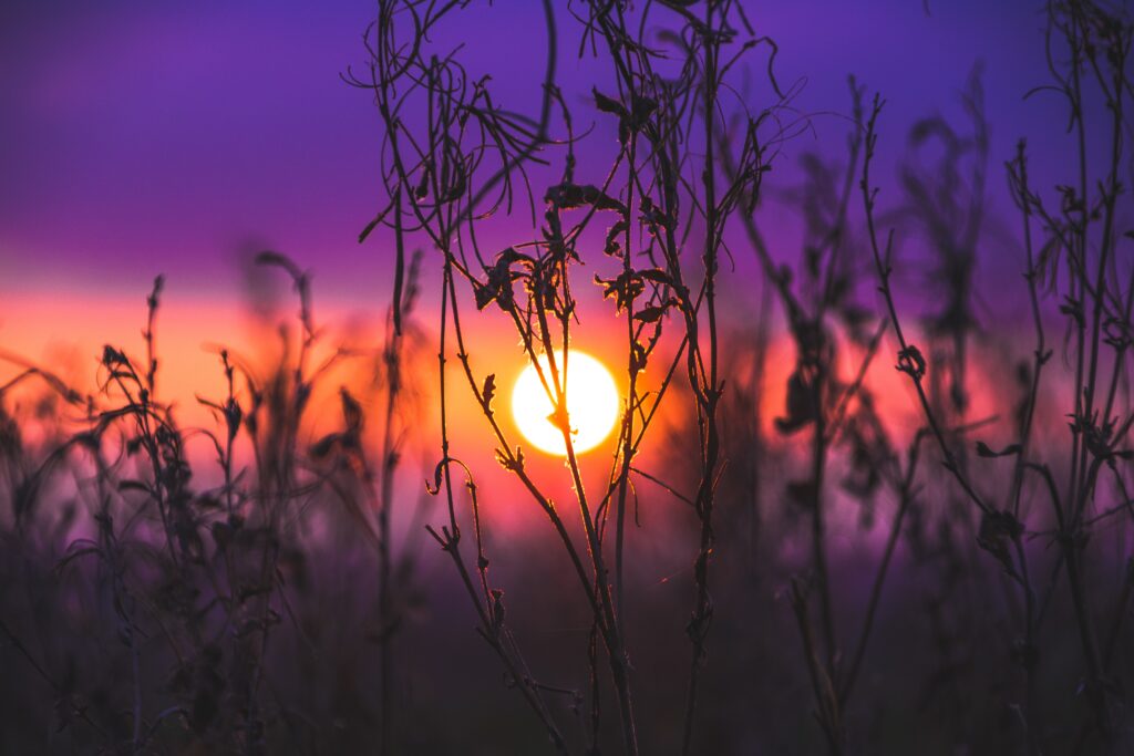 the sun is setting in an orange sky with purple sky on top of the orange. Wildflowers appear in the forefront of the sunset.