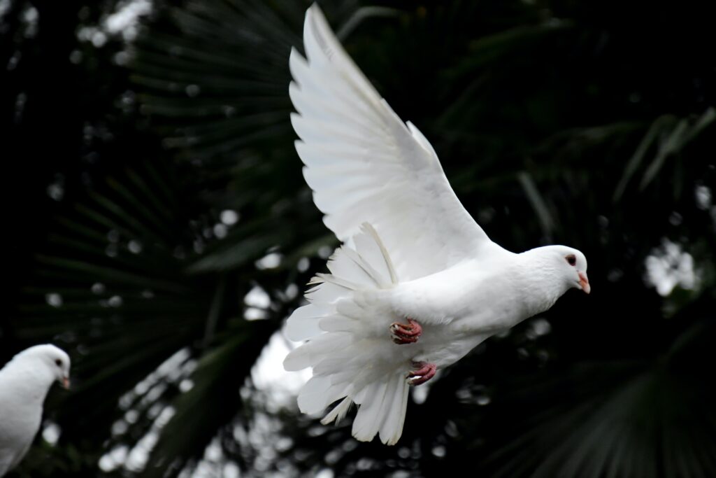 A dove spreads its wings