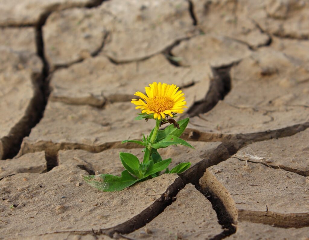 a yellow flower growing from broken dry ground