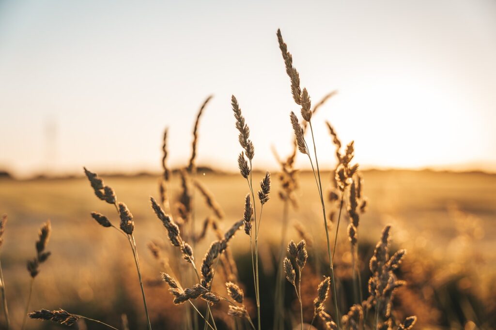 Close-up of tall grass or wheat in a field at sunset with warm, golden sunlight in the background.