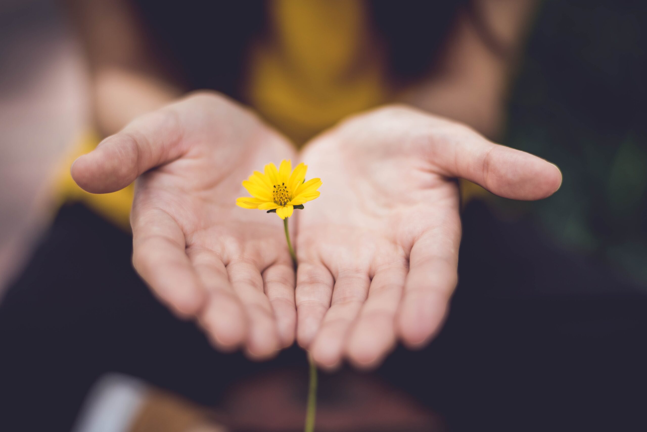 Two hands hold a small yellow flower