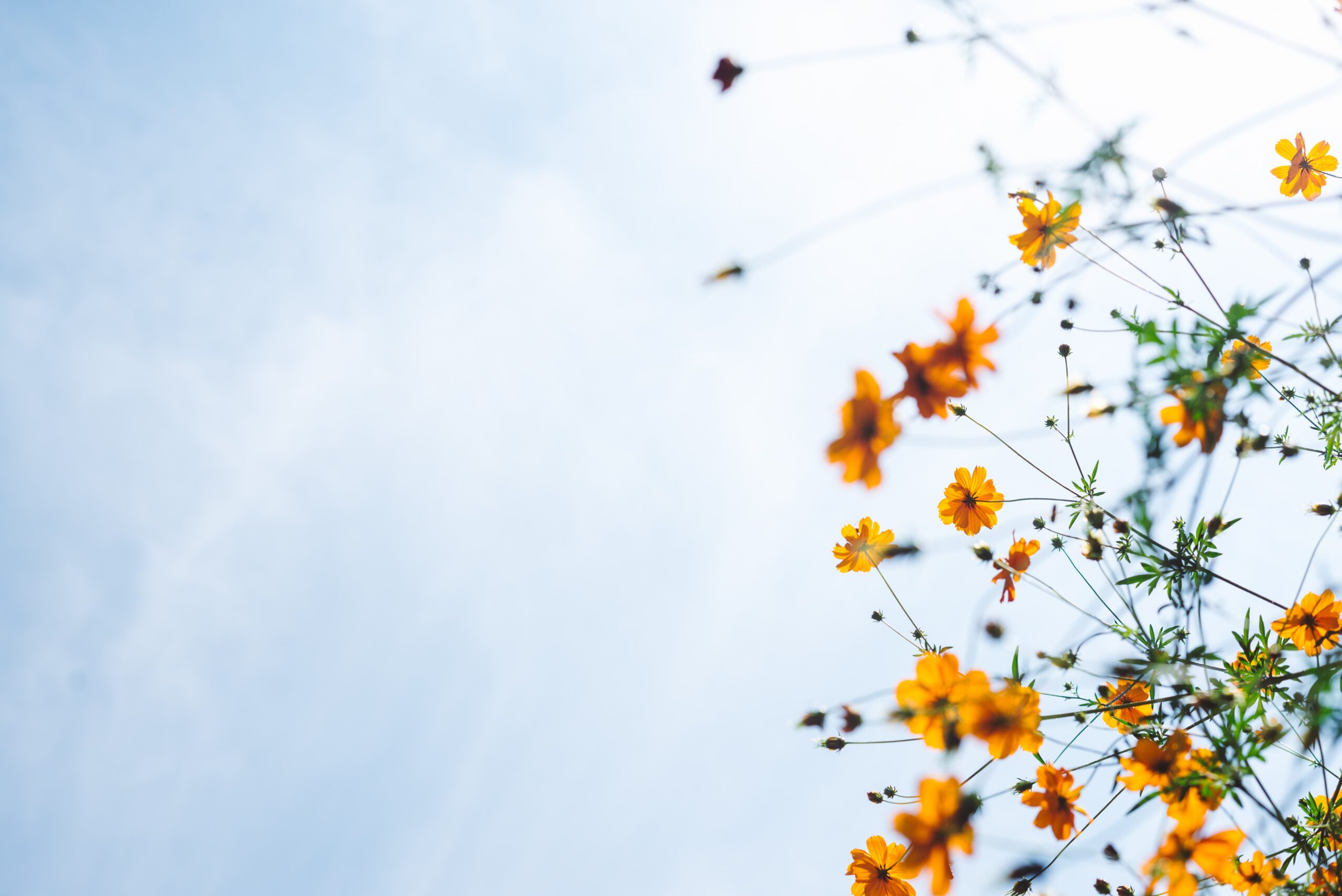 flowers against a blue sky