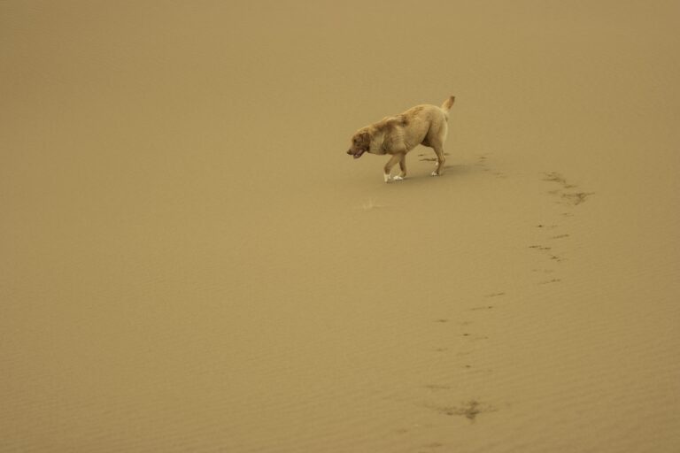 a dog walks across the desert