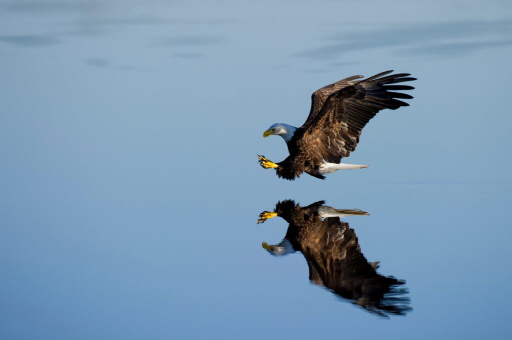 An Eagle reflected in water