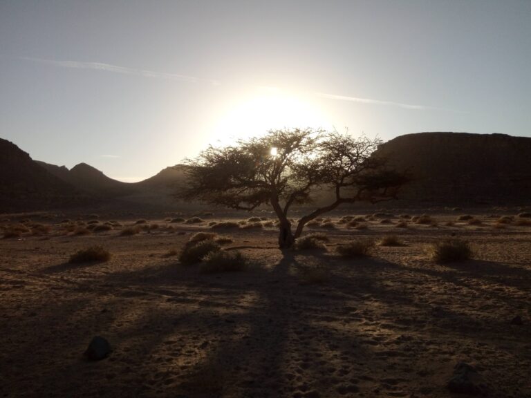 tree in the sinai desert