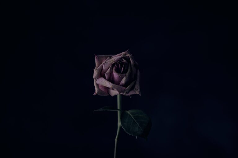 a rose against blackness