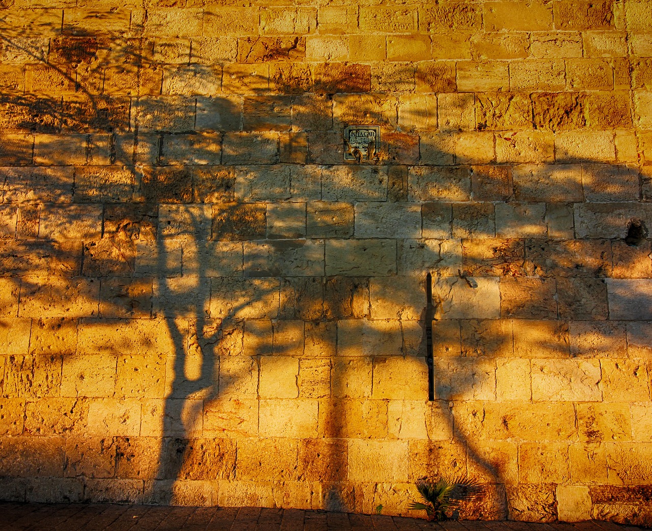 Tree shadows cast on a sunlit stone wall, with warm golden tones in the evening light.