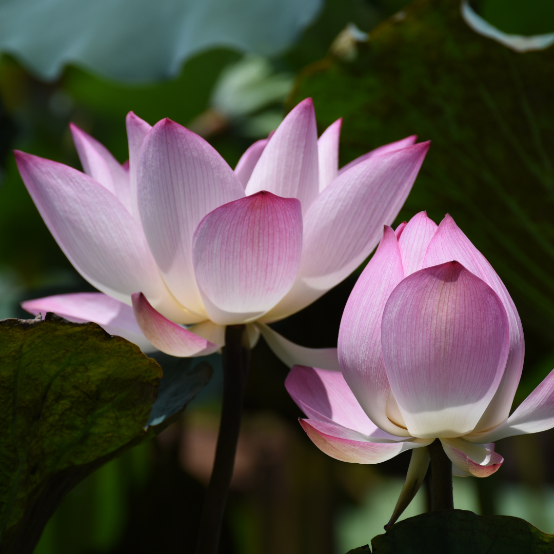 two lotus flowers, one is closed and one is open
