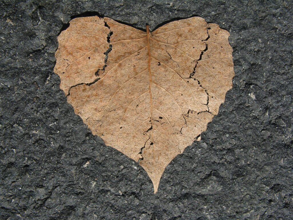 a leaf that looks like a broken heart