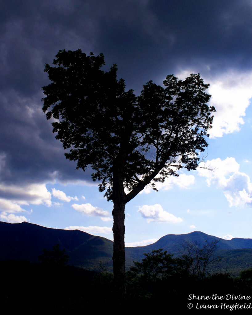 tree in shape of a heart