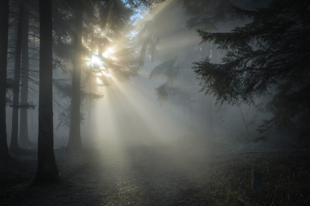 sunbeams coming through the fog in the forest