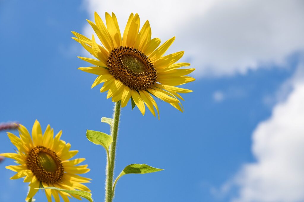 a giant sunflower looms against the blue sky
