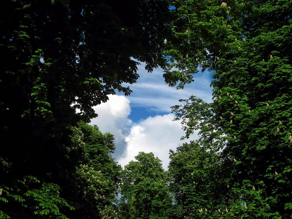 a gate through trees looking into the clouds