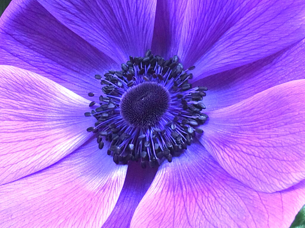 close of up a purple floer